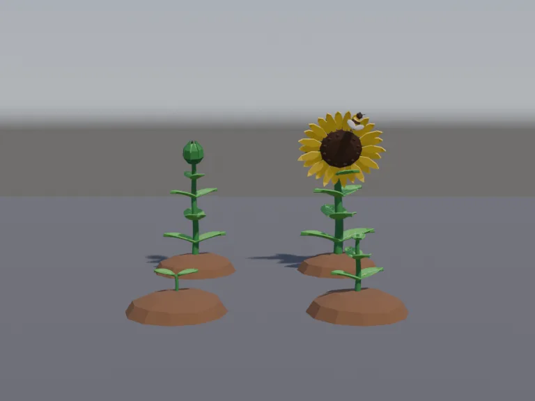 Sunflower Growth Stages, view 4