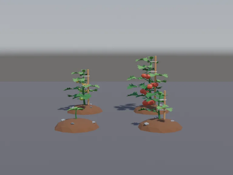 Tomato Plant Growth Stages, view 4